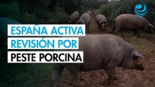 España investigará a cinco laboratorios por la posible fuga del virus de la peste porcina