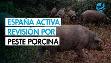 España investigará a cinco laboratorios por la posible fuga del virus de la peste porcina
