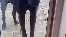 He Barks Like a Tough Guy… Until the Door Opens 😂🐶  Funny Dog Reaction #funny #dog - Mr. Cool (360p, h264)