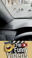 #funnyvideo 😂 - Babloo Jan 50+ (360p, h264)