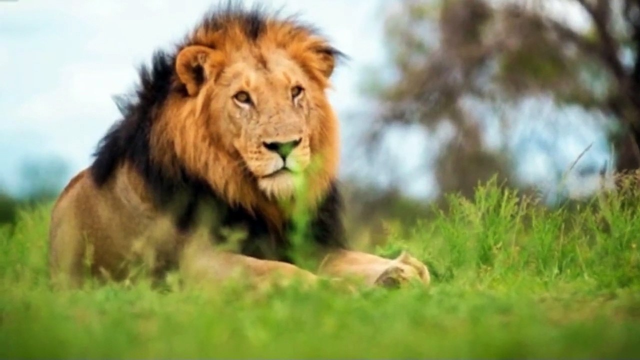 SAVAGE KINGDOM