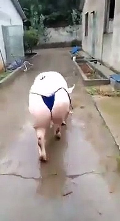 sexy pig walking