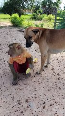 Good Job Best SokYaa, OG, Pao & Mom Are Famous Around The World #shorts #anime #trend #edit