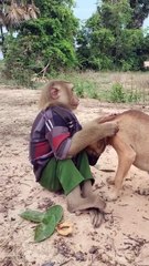 Lovely animal SokYaa, OG, Pao Mom Are Famous Around The World #shorts #anime #trend #edit