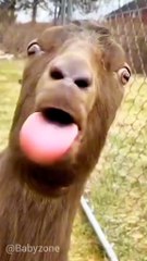 #😅😅😆😆😆😆#😅😅😆😆😆😆😆 😅😆😅#funnytiktok #funnyvideos #foryoupage 😆😆😆😆😆