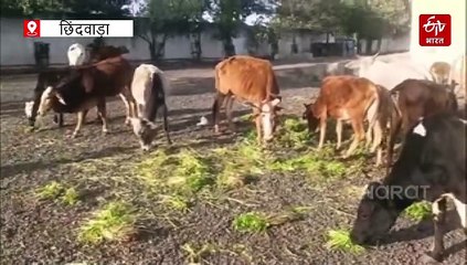 पेट लवर के लिए गुड न्यूज, छिंदवाड़ा में शुरू हुए पशुओं के लिए हेल्थ चेकअप कैंप