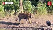 सरिस्का में सैलानियों की जिप्सी के आगे चलता रहा बाघ एसटी 2304...मानो बता रहा हो जंगल का रास्ता
