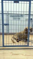 ถ้าไม่ถ่ายคลิปไว้ คงไม่มีใครเชื่อ...