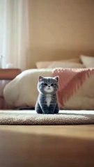 “Create a high-quality, funny, cinematic cat video featuring a c (1)