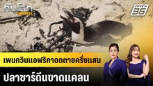 เพนกวินแอฟริกาอดตายครึ่งแสน ปลาซาร์ดีนขาดแคลน | ทันโลก EXPRESS | 7 ธ.ค. 68