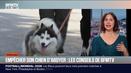 Comment empêcher votre chien d'aboyer, les conseils de BFMTV