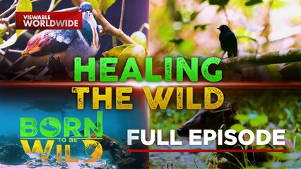 Rescue and Survival- Stories of Endangered Wildlife (Full Episode) | Born to Be Wild