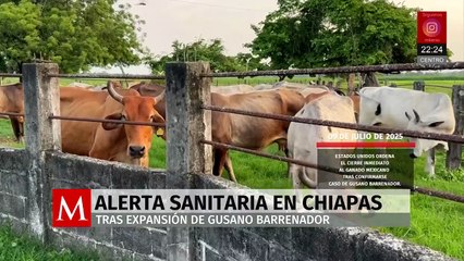 Ganaderos de Chiapas alertan por expansión del gusano barrenador tras brote en Veracruz