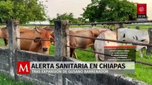 Ganaderos de Chiapas alertan por expansión del gusano barrenador tras brote en Veracruz