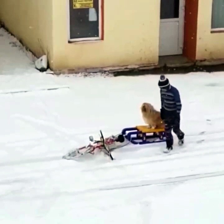 A boy and his dog