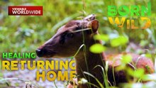 Visayan Spotted Deer & Negros Bleeding-Heart Pigeon, nanganganib na ang bilang | Born to Be Wild