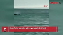 Saros’ta kıyıya yakın yüzen yunus görüntülendi