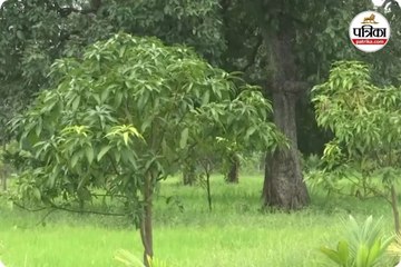 आम बगीचा प्रोजेक्ट