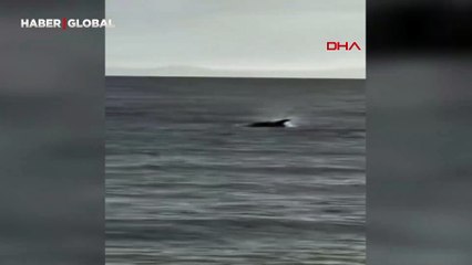 Yer Saros Körfezi: Kıyıya yakın yüzen yunusa ilgi