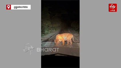 காருக்குள் ஒலித்த பாடல்... கம்பீரமாக என்ட்ரி கொடுத்து மிரள வைத்த புலி!