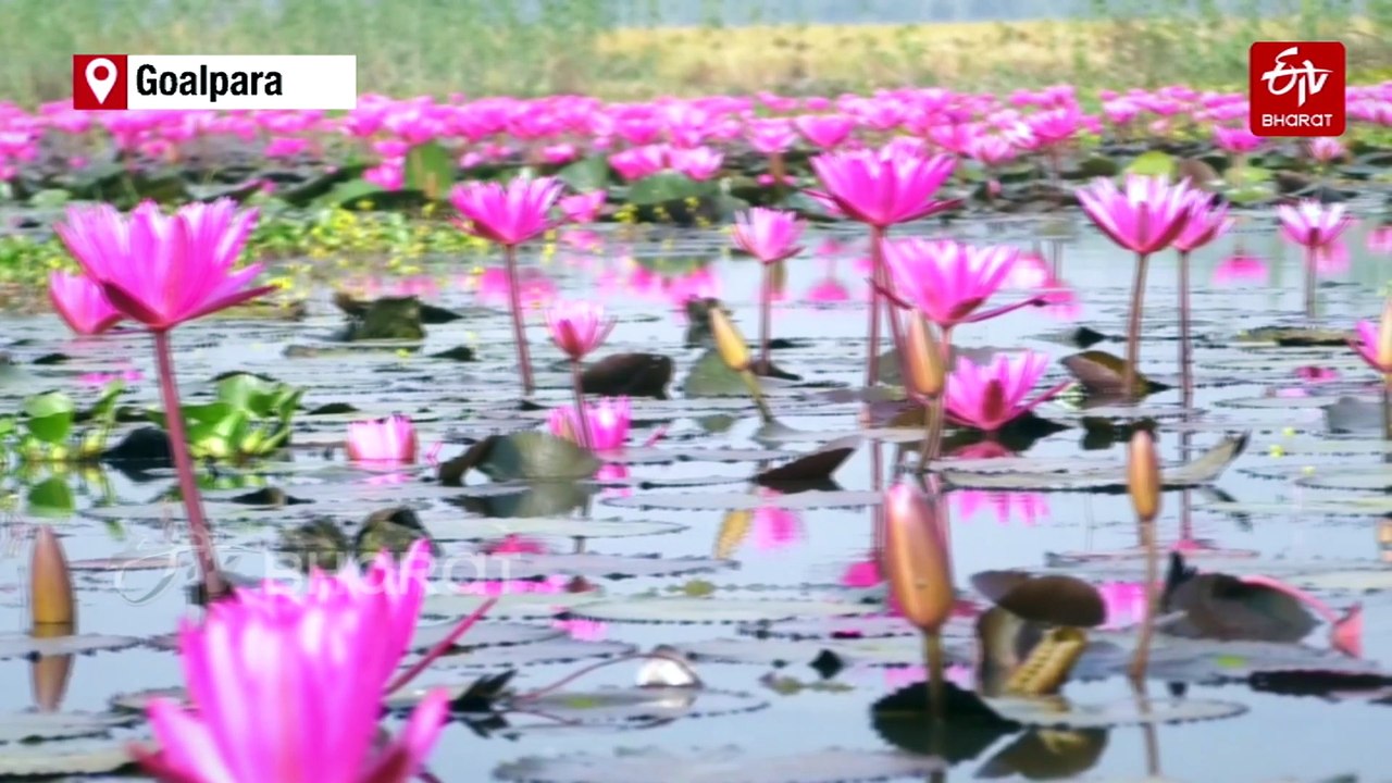 Lotus Blooms At Assam's Historic Natural Wetland Urpad Beel And Creates A Visual Spectacle For Tourists