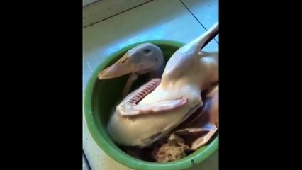 Akhir dari BEBEK tertawa ketawa tersenyum terbahak-bahak