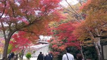 箕面山の紅葉2025