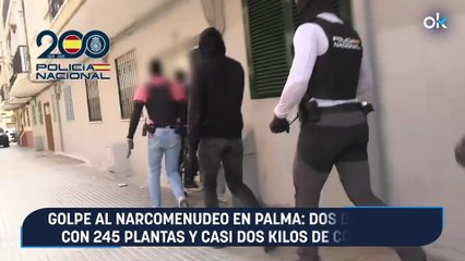 Golpe al narcomenudeo en Palma: dos detenidos con 245 plantas y casi dos kilos de cogollos