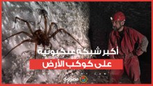 111 ألف عنكبوت.. الكشف عن أكبر شبكة عنكبوتية على كوكب الأرض