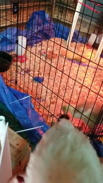 Lemongrab and the chickens chowing down on some morning grub. | #SparklegleamFarm #Lemongrab #Chicken #homestead #geese #farmanimals #soft #cute