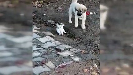 Yavru kedi ve köpeğin tatlı atışması kameralara yansıdı