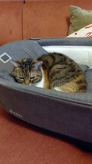 Cat Takes Over the Baby’s Stroller — And She’s Not Moving! 😹👑#shorts #cat #funnycats #animals #viralcats