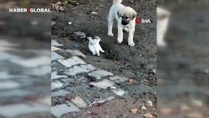 Yavru kedi ile yavru köpeğin sevimli kavgası: "Oynar gibi kavga ediyorlardı"