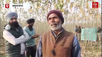 यमुनानगर में युवती की सिर कटी लाश मिली, नर्सरी में पड़ी मिली, सीसीटीवी खंगाल रही पुलिस