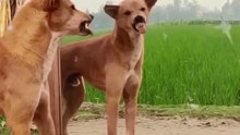 you have to laugh-meme-funny video-dog#shorrts