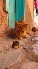 A Sphynx cat goes on a hilarious chase after a clever mouse — the mouse runs, the cat catches it, and both end up in a funny, chaotic moment 😂🤣 Perfect clip for anyone who loves pets, humor, and real animal reactions.  #SphynxCatsOfInstagram #ViralCatCo