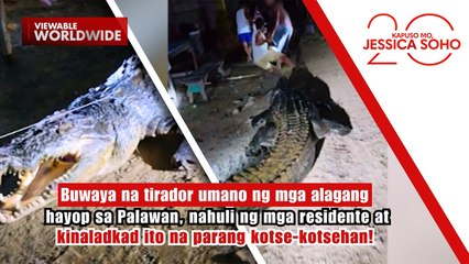 Nahuling buwaya, hinila ng mga residente na parang kotse-kotsehan? | Kapuso Mo, Jessica Soho
