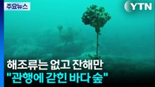 해조류는 없고 잔해만..."관행에 갇힌 바다 숲" / YTN