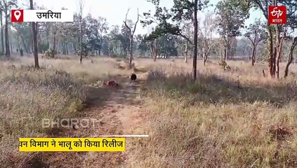 बांधवगढ़ के कोर जोन में 'बोल्ट' की रफ्तार से दौड़ा भालू, लोगों को मिली खौफ से मुक्ति