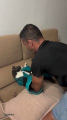 You Can Run But You Can't Hide! 😼 The Great Cat Escape vs. Vet Safety Gloves