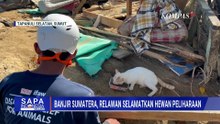 Selamatkan Hewan Peliharaan, Relawan dari Animal Rescue Terobos Lokasi Banjir & Longsor di Sumut