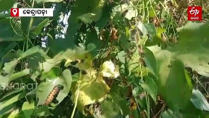 କଳାବୁଦାରେ କଲବଲ କରୁଛନ୍ତି କାଳିମୁଣ୍ଡି ପୋକ; ପ୍ରଶାସନର ଅବହେଳା ପାଇଁ ଆନ୍ଦୋଳନ ସଜବାଜ