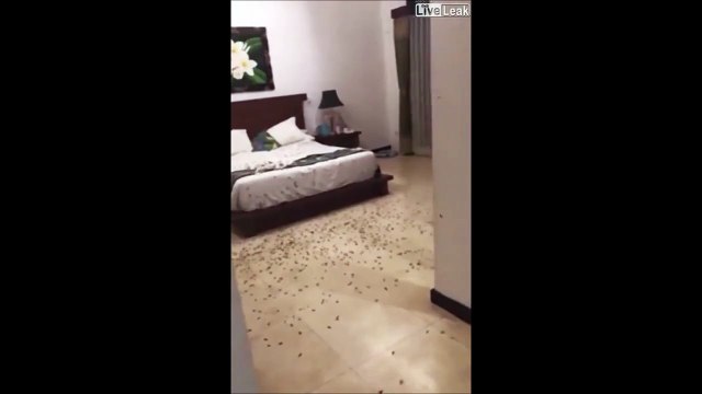 Ne jamais laisser les fenêtres ouvertes la nuit à Bali... Invasion d'insecte