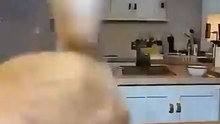 The Ultimate| Cat Cake Prank Challenge|😂 What happens when your cat sees you slice into a cake that #Foryou,#Nice, #video,