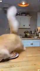 The Ultimate| Cat Cake Prank Challenge|😂 What happens when your cat sees you slice into a cake that #Foryou,#Nice, #video,