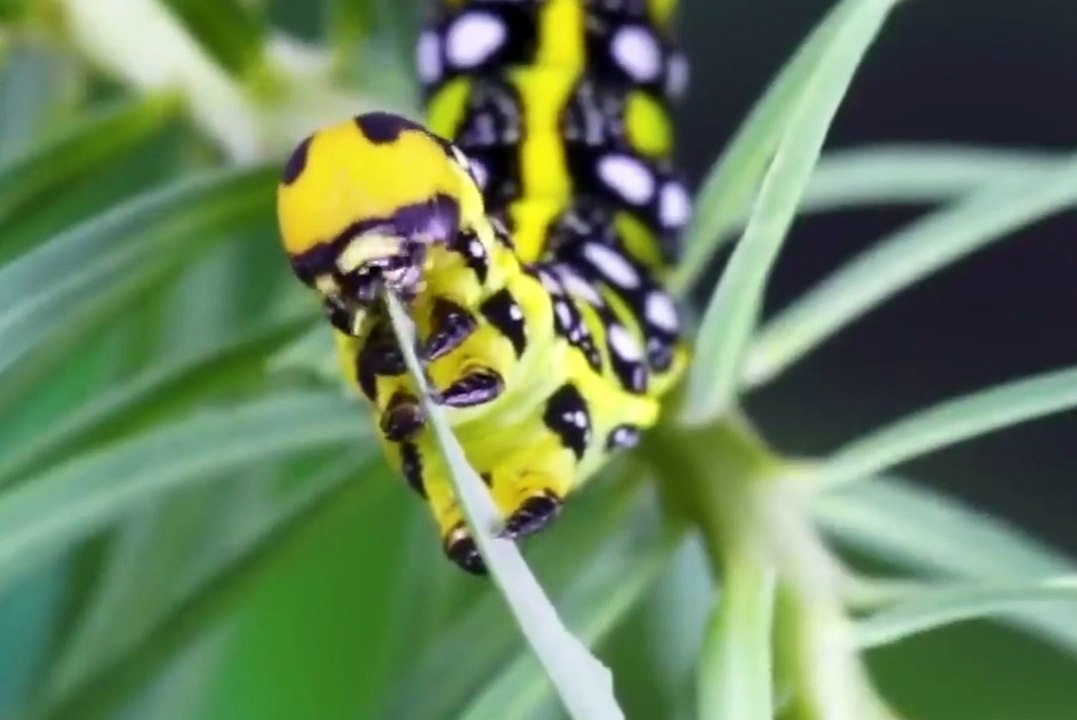 It Look Lika a Snake... Until You Look Closer