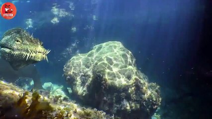 Meet Nothosaurus dinosaurs Video for kids adventures #kidslearning #dinosaurs  #dinosaur