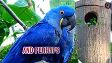 World’s Most Beautiful Parrots