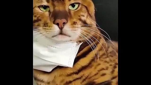 funny Cats Doing Weird Things 😹 Ultimate Cat Fails 2025 🐱 Try Not to Laugh -4