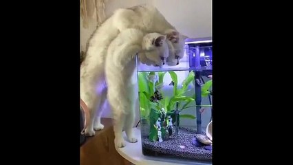 funny Cats Doing Weird Things 😹 Ultimate Cat Fails 2025 🐱 Try Not to Laugh - 1
